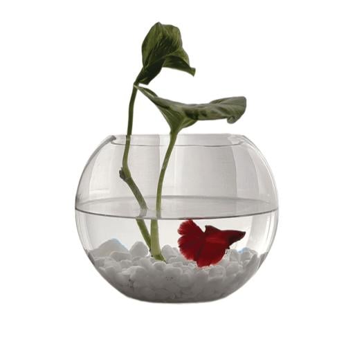  BettaFish Aqua – Decorative Aquarium for Betta Fish